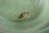 Ectobius sp.
